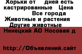   Хорьки от 35 дней есть кастрированные › Цена ­ 2 000 - Все города Животные и растения » Другие животные   . Ненецкий АО,Носовая д.